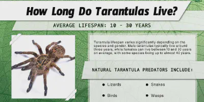 /img/16189-tarantula-pet.webp