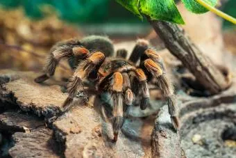 16190 tarantula feeding crickets