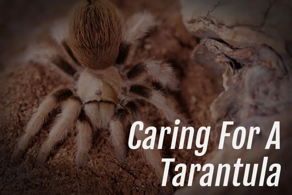 16190 tarantula handling