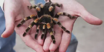 /img/16190-tarantula-molting.webp