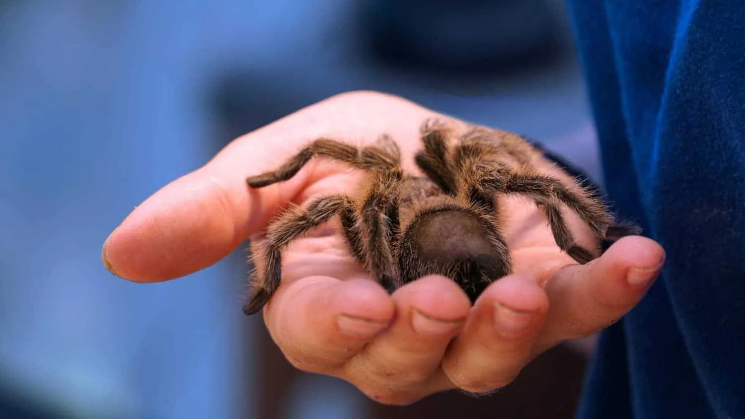 16190 tarantula species selection