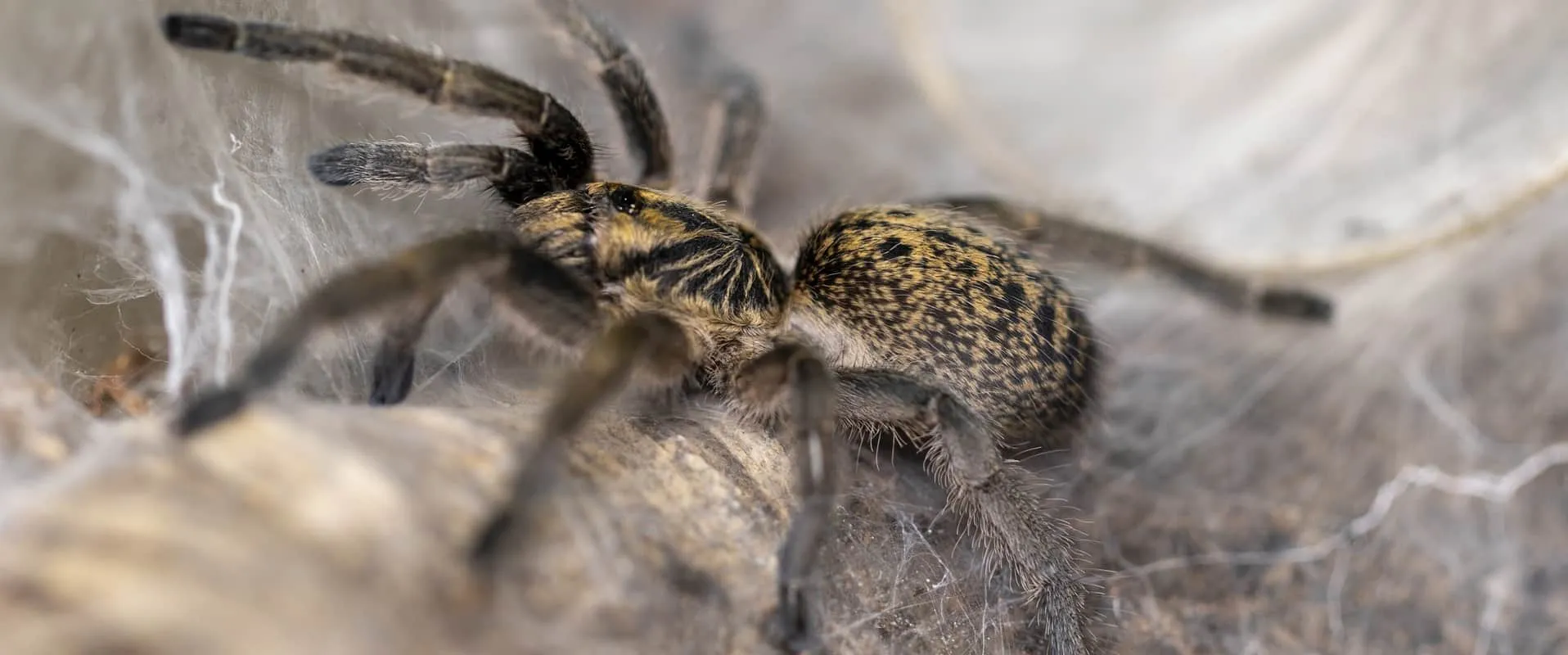 16190 tarantula substrate options