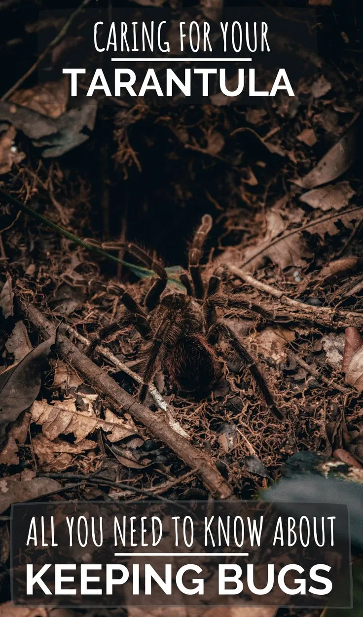 16190 tarantula water dish