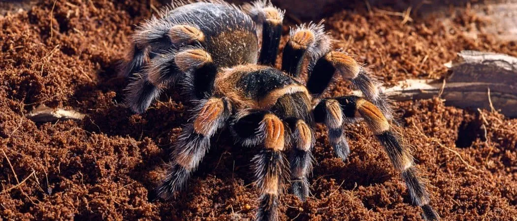 /img/16191-red-knee-tarantula-beginner.webp