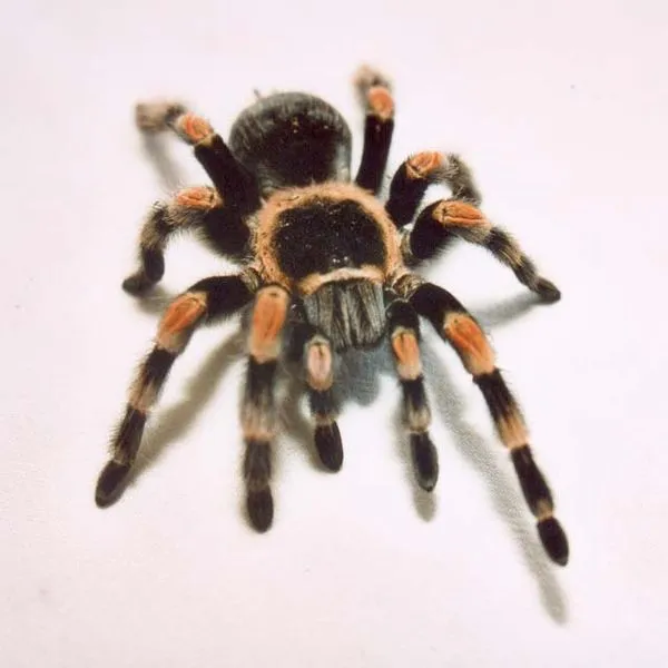 16191 red knee tarantula defensive