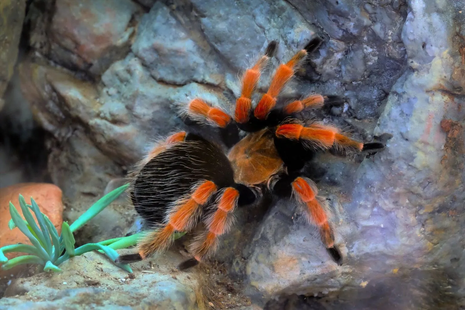 16191 red knee tarantula handling
