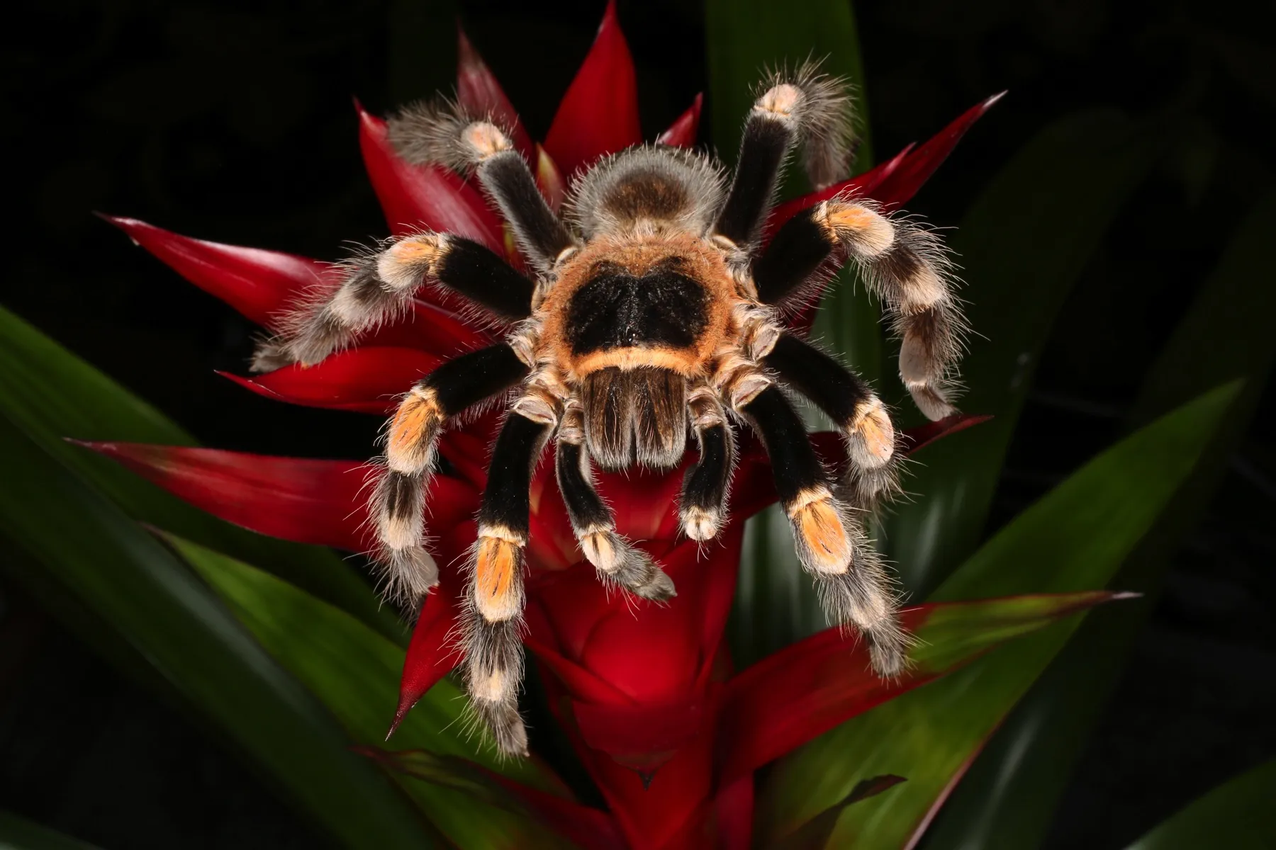16191 red knee tarantula overview