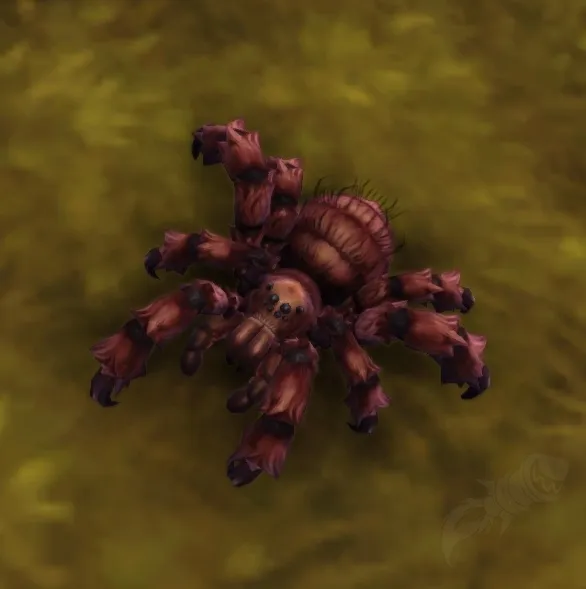 16192 bloodfever tarantula close up