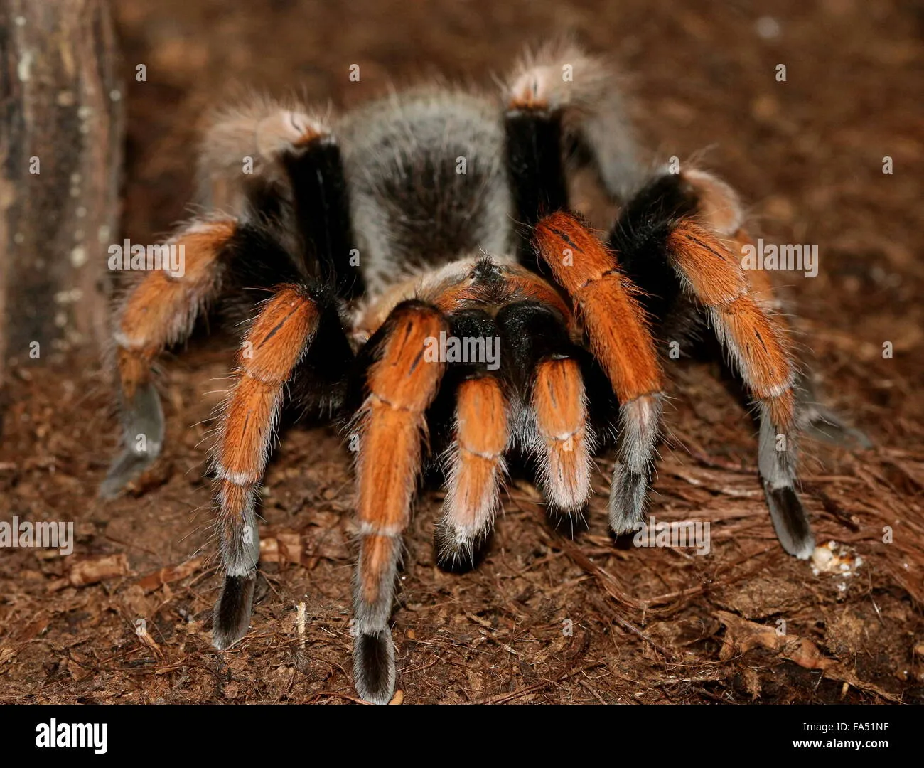 16192 bloodfever tarantula handling