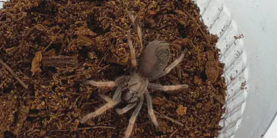 /img/16192-bloodfever-tarantula-healthy.webp