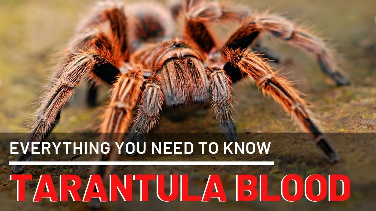 16192 bloodfever tarantula overview