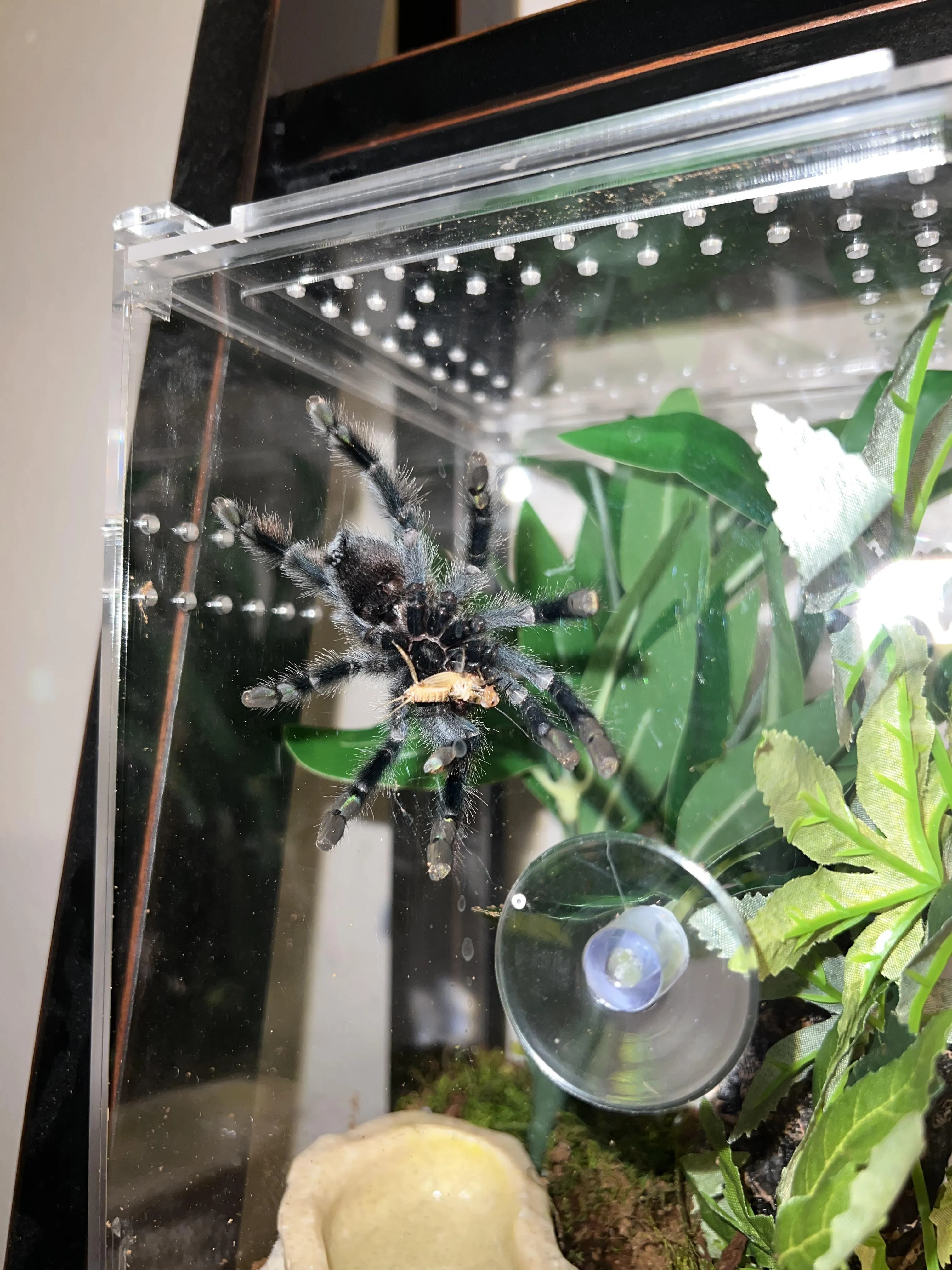 16194 tarantula species