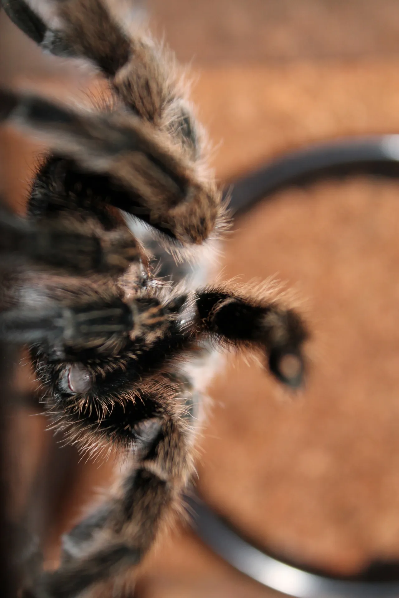 16198 chilean rose hair tarantula