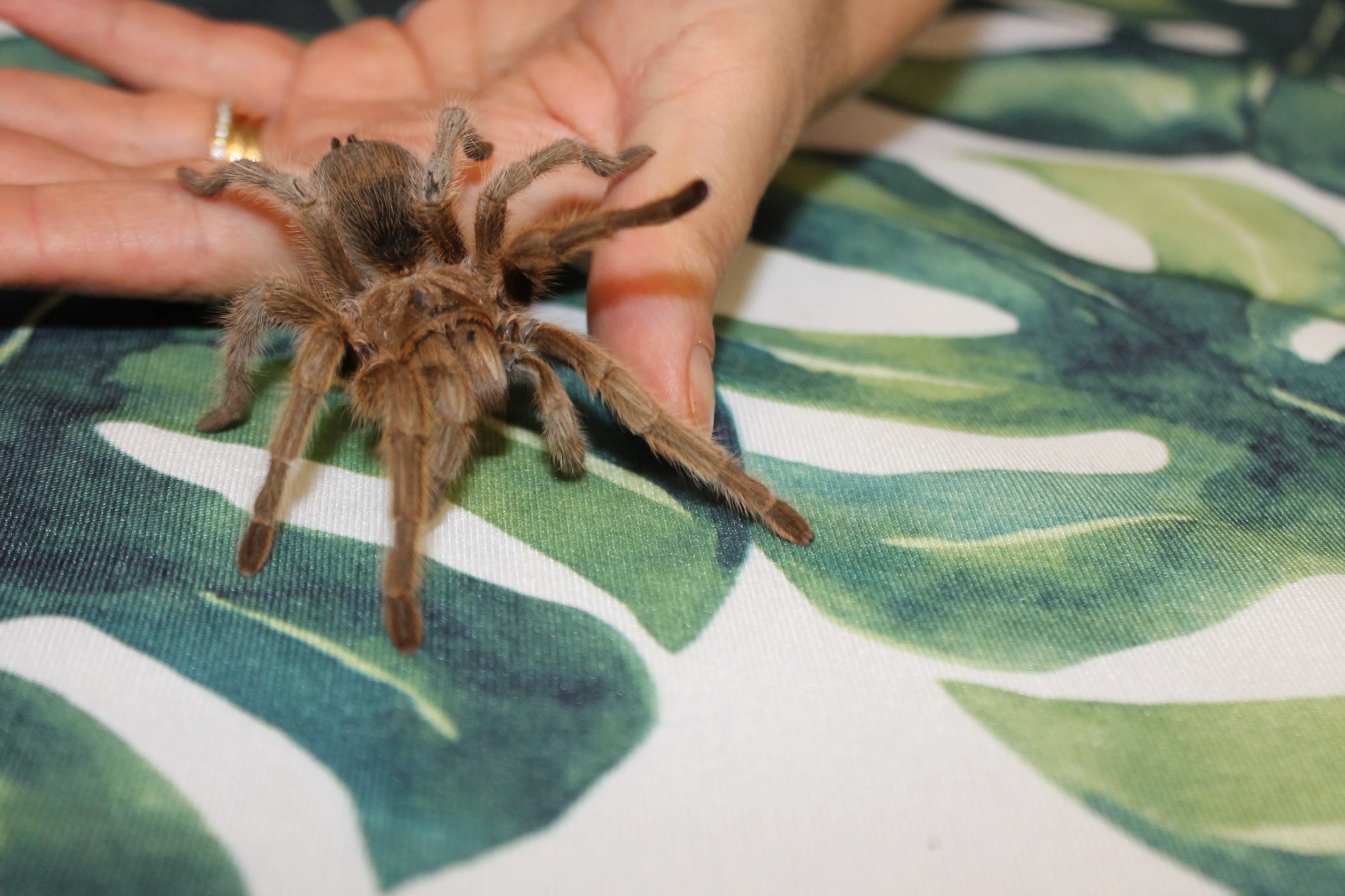 16198 mexican red knee tarantula
