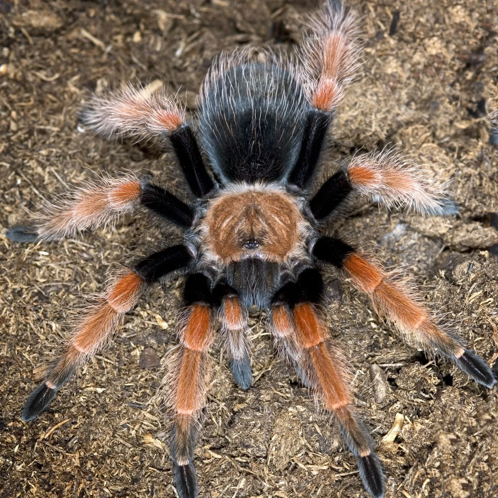 16198 pinktoe tarantula
