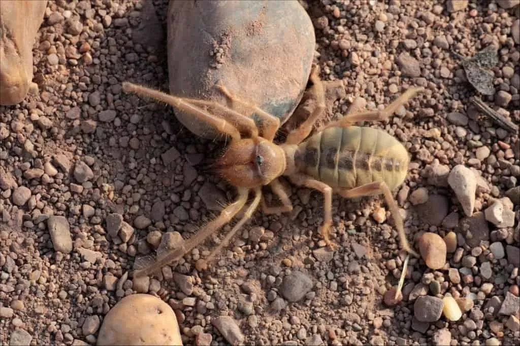 16199 tarantula size comparison