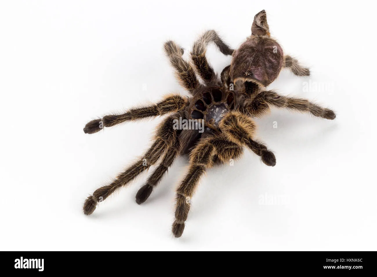 16200 rose hair tarantula humidity