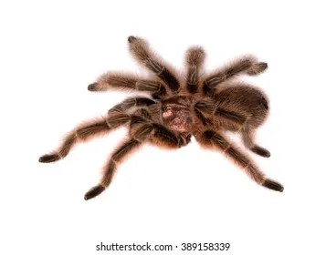 16200 rose hair tarantula molt undisturbed