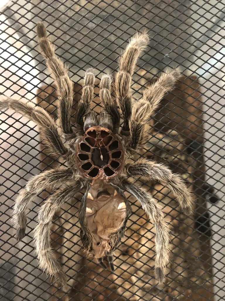 16200 rose hair tarantula molting process