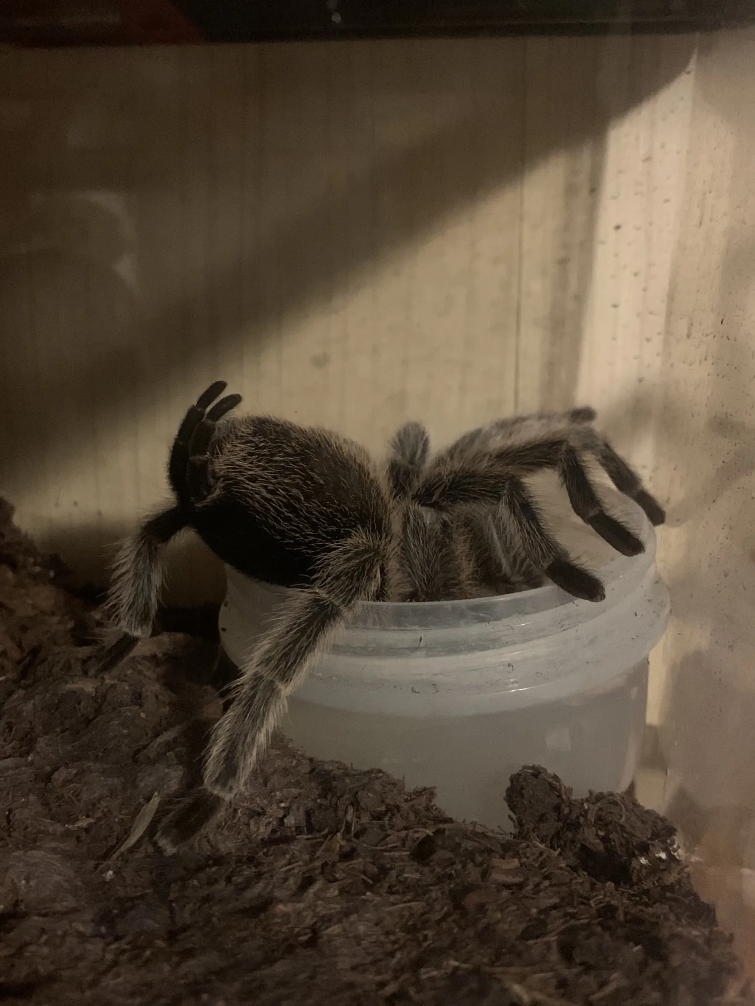 16200 rose hair tarantula post molt