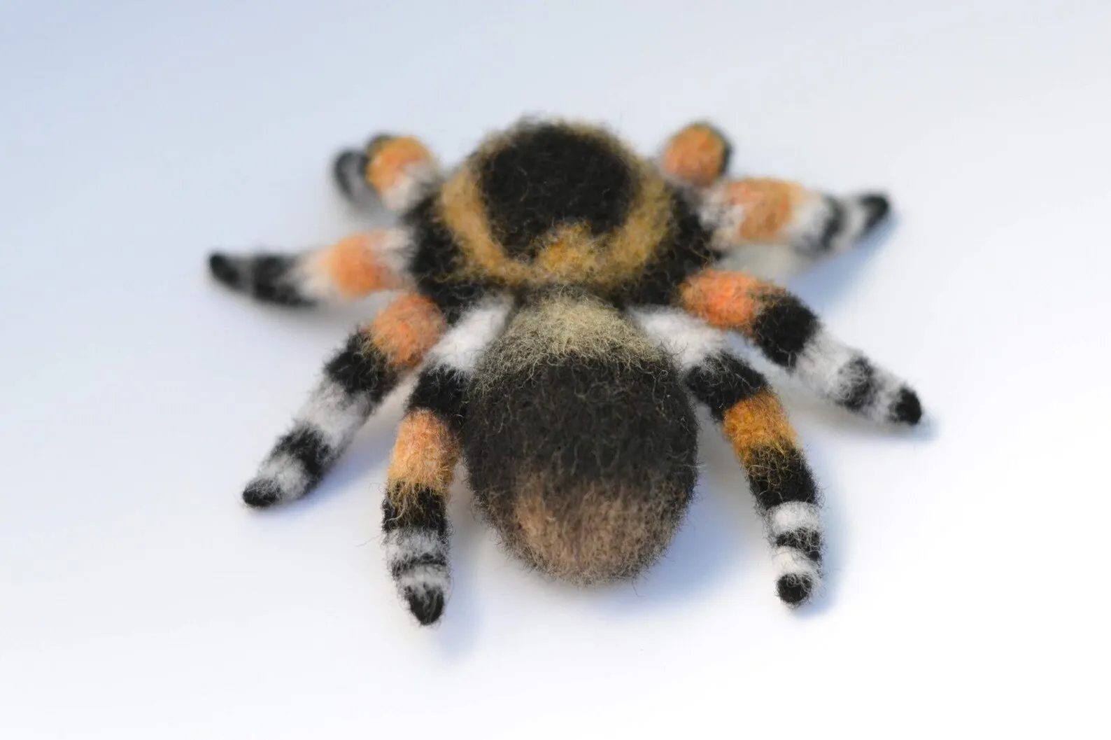 /img/16202-tarantula-handling.webp