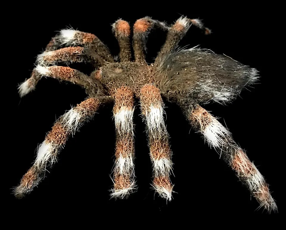 16202 tarantula online shopping