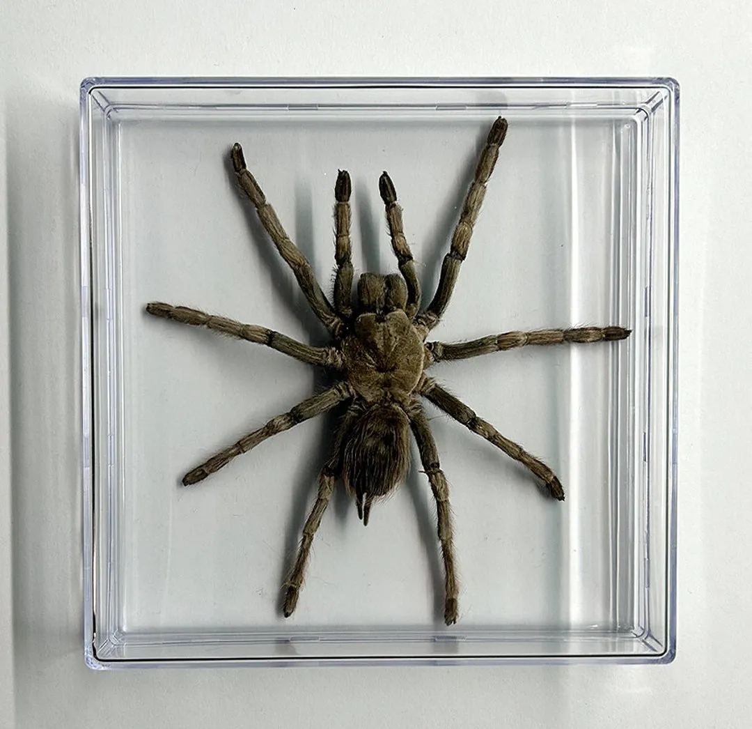 16202 tarantula watering