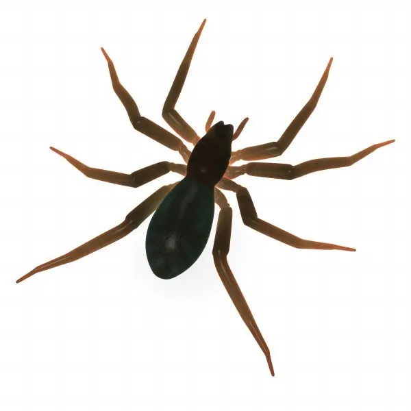 16203 tarantula educational fun