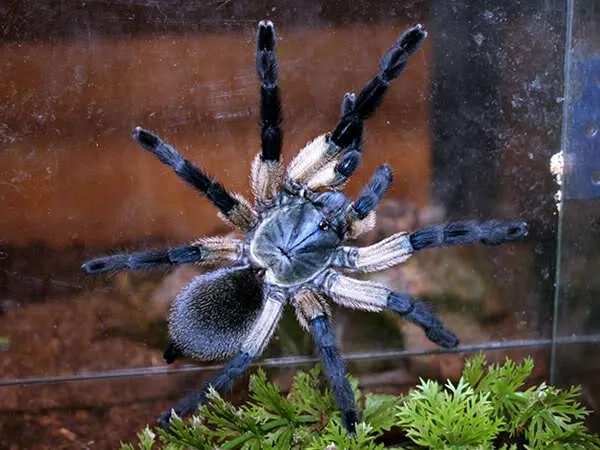 /img/16205-m-balfouri-tarantula-breeding.webp