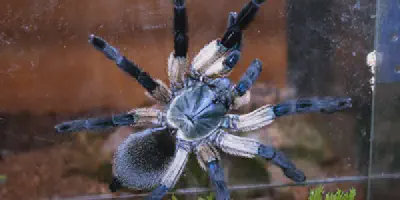 /img/16205-m-balfouri-tarantula-breeding.webp