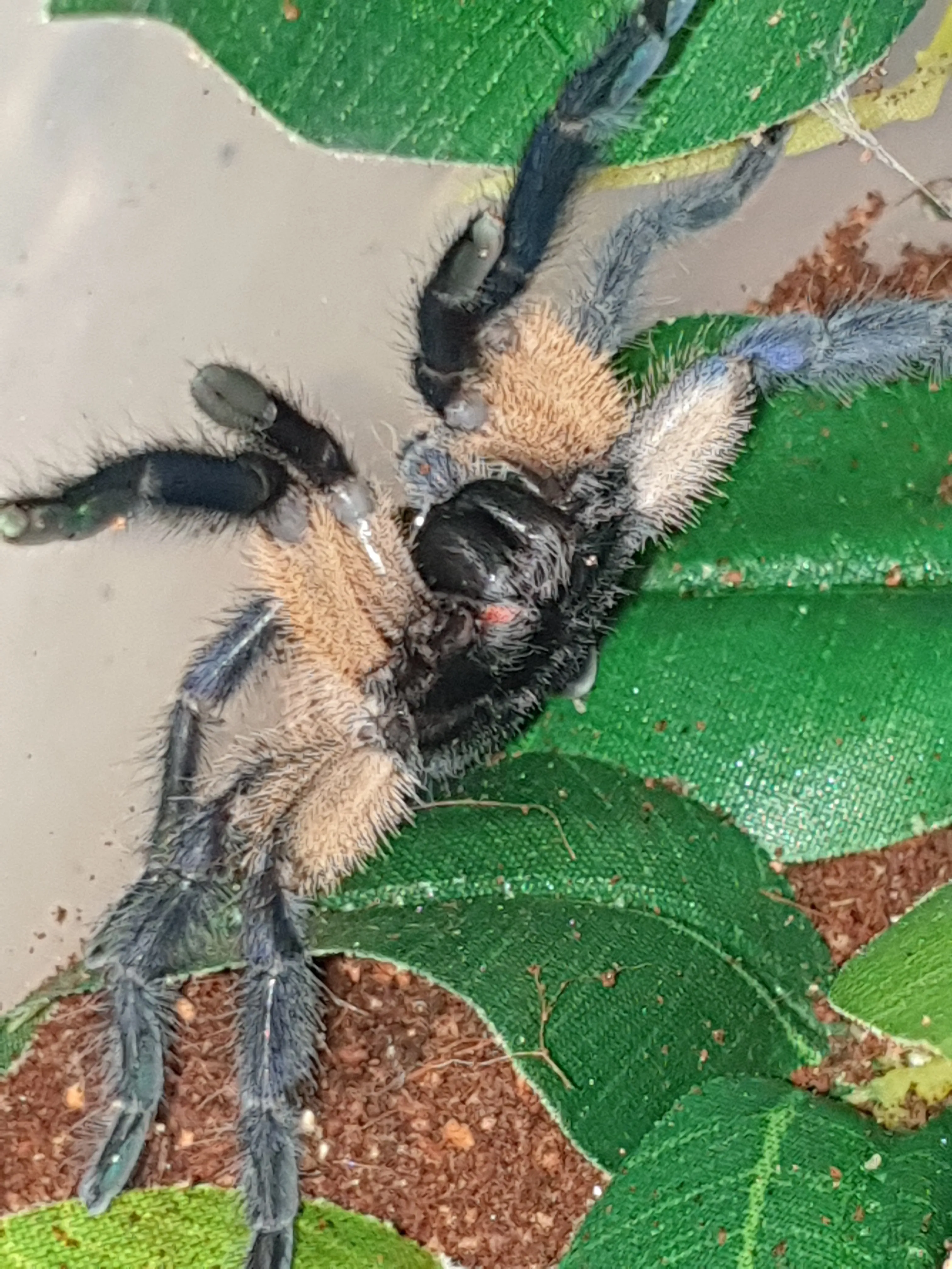 16205 m balfouri tarantula close up