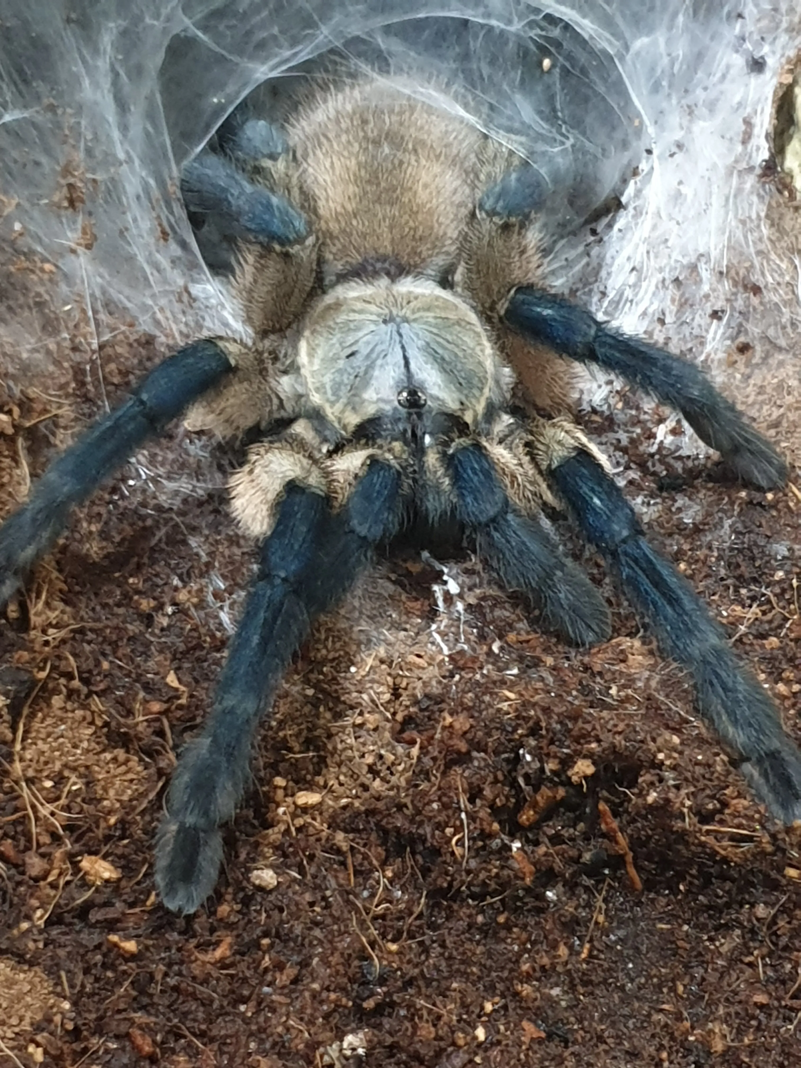 16205 m balfouri tarantula feeding