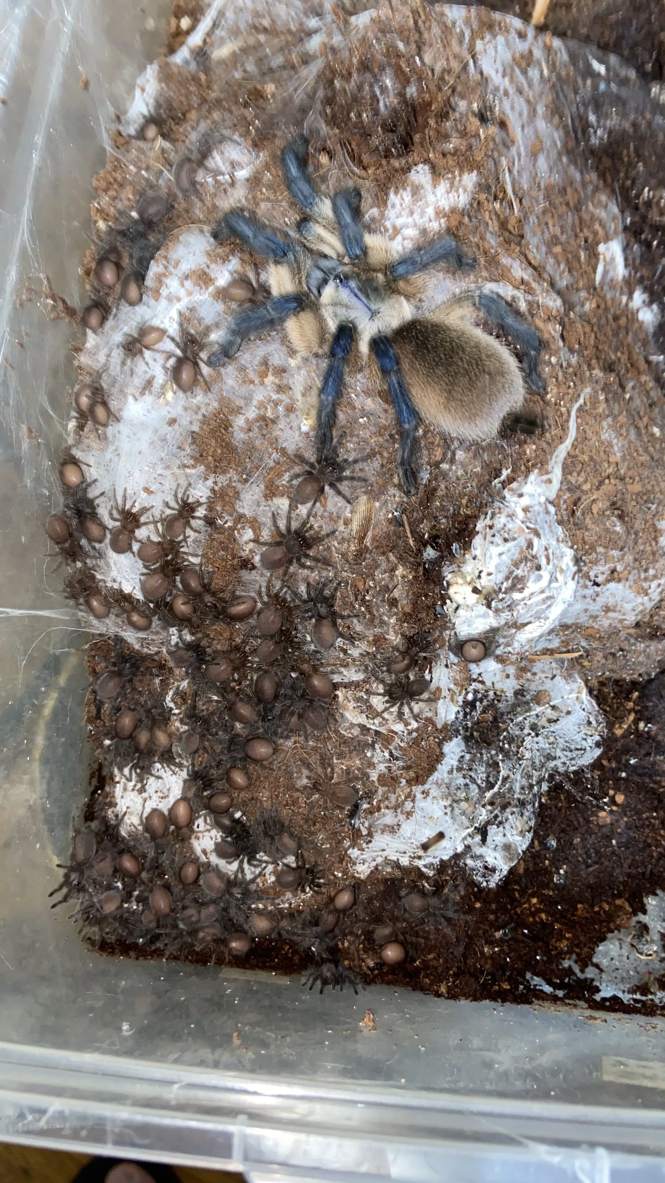 16205 m balfouri tarantula molting
