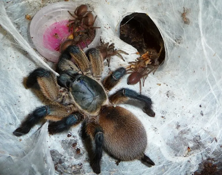 16205 m balfouri tarantula spiderling