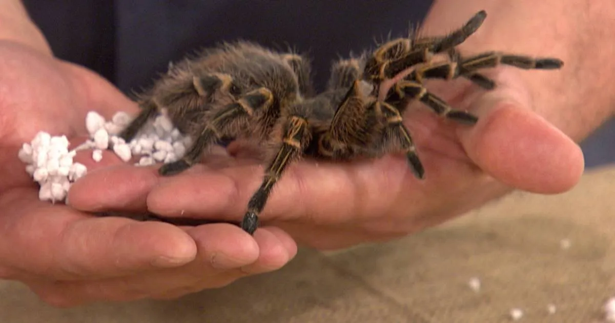 16206 birdeater tarantula feeding