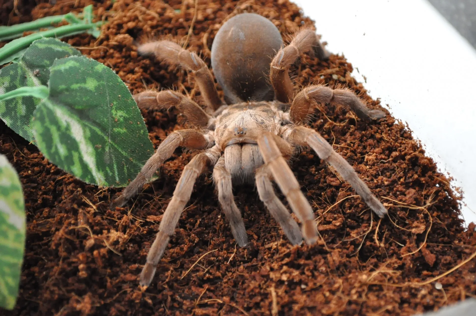 16206 tarantula feeding prey