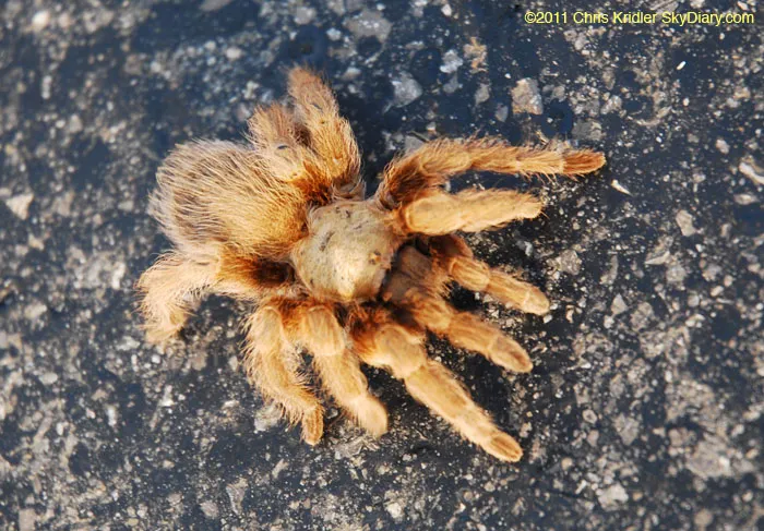 16207 oklahoma tarantula species