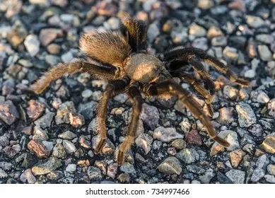 16207 tarantula health