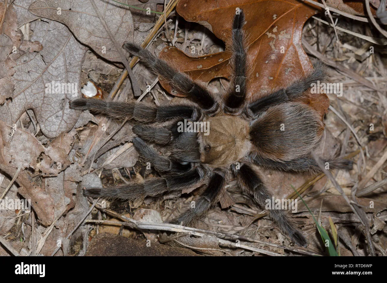 /img/16207-tarantula-water.webp