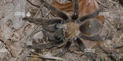 /img/16207-tarantula-water.webp