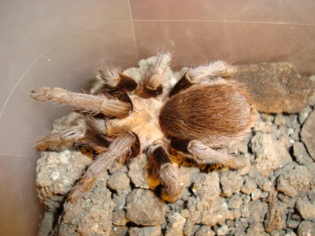 /img/16208-tarantula-viewing-location.webp