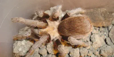 /img/16208-tarantula-viewing-location.webp
